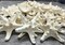 Knobby Starfish 48 Knobby Starfish White 1 1/4" to 2 1/4" Stars